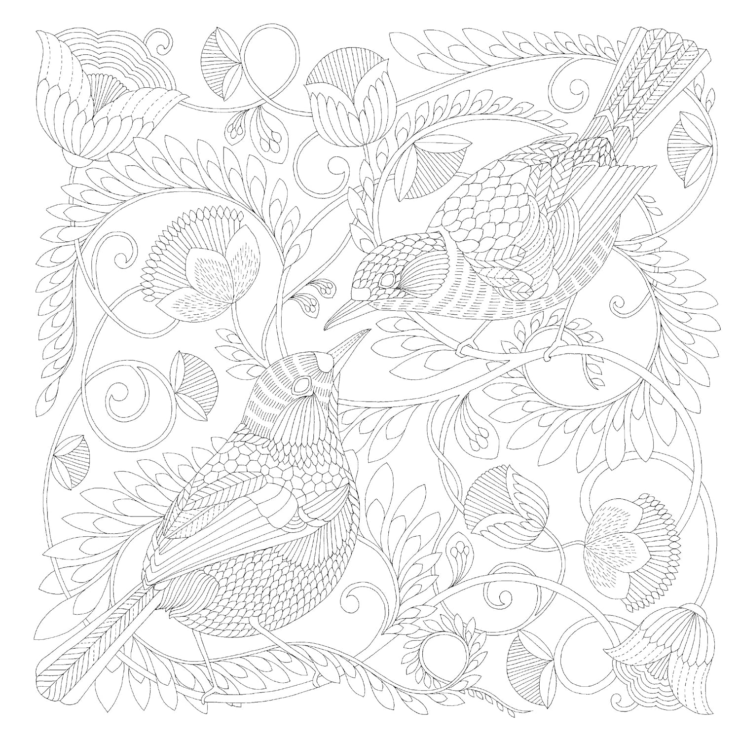 Beautifull Birds - ilustrace